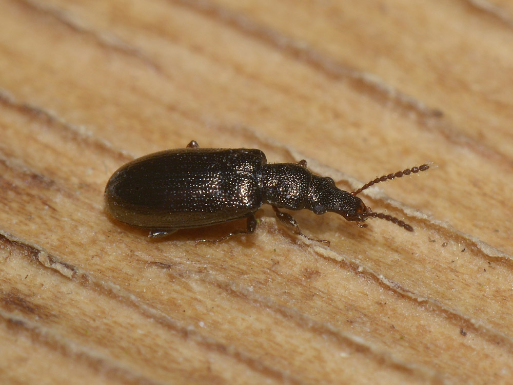 Salpingus aeneus (cf.)